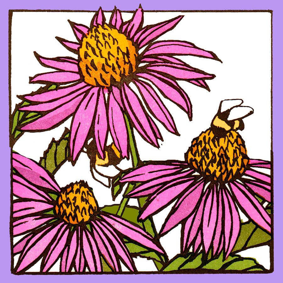 Sweet Echinacea YY420