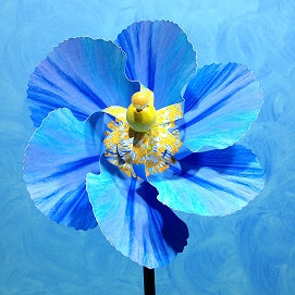Pinwheel Blue Himalayan