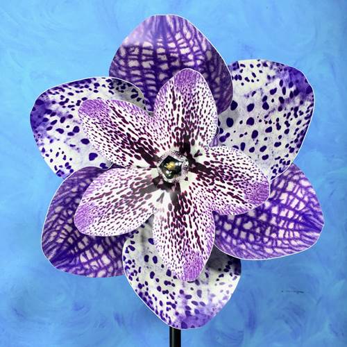 Pinwheel Purple Orchid Mix