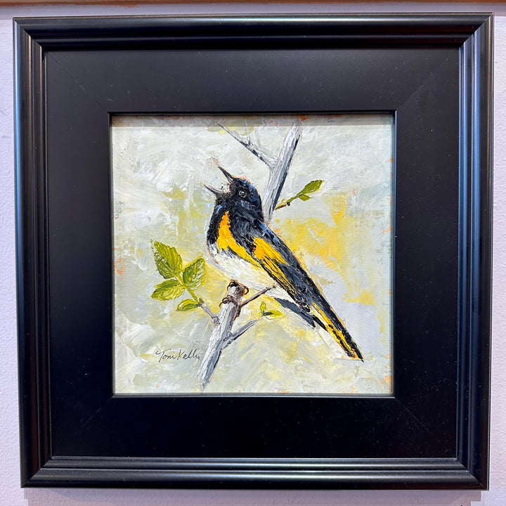 American Redstart